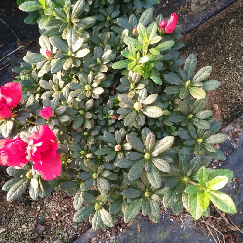 梅红杜鹃花盒栽，永福产地直销，本人经营个种花卉，品质保证