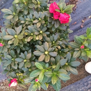 梅红杜鹃花盒栽，永福产地直销，本人经营个种花卉，品质保证
