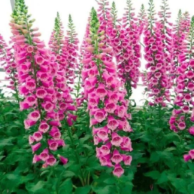 毛地黄种子混色四季易种趣味观赏盆栽花多年生花园花境花