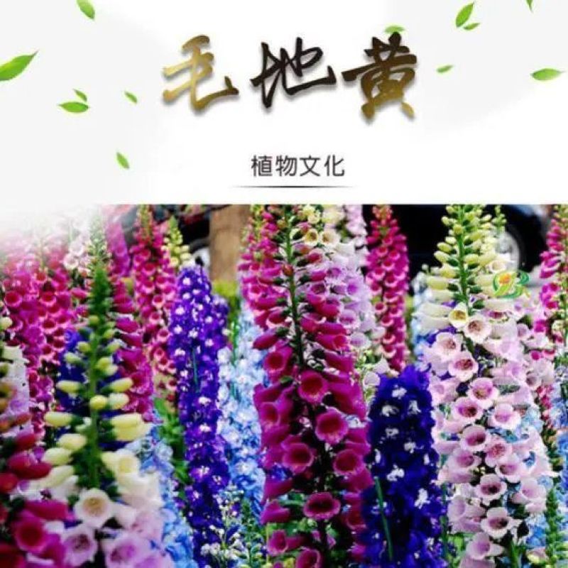 毛地黄种子混色四季易种趣味观赏盆栽花多年生花园花境花