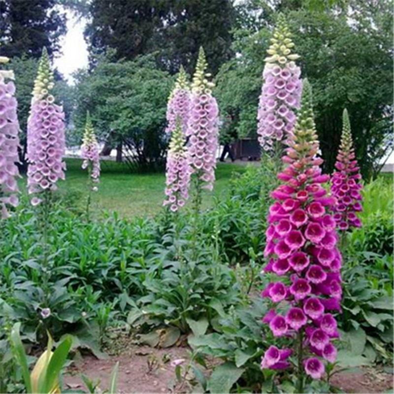 毛地黄种子混色四季易种趣味观赏盆栽花多年生花园花境花