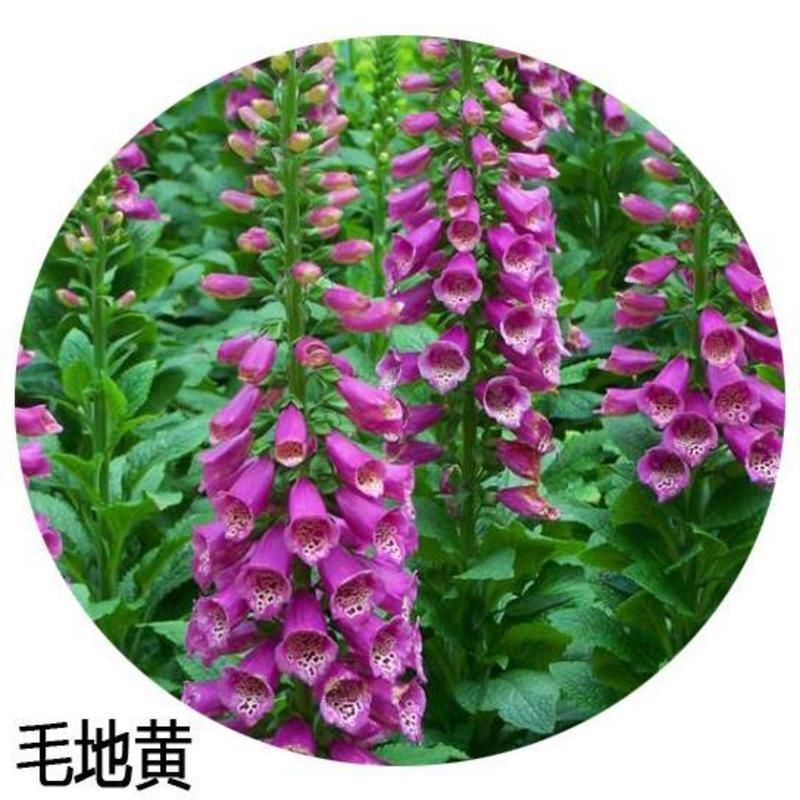 毛地黄种子混色四季易种趣味观赏盆栽花多年生花园花境花