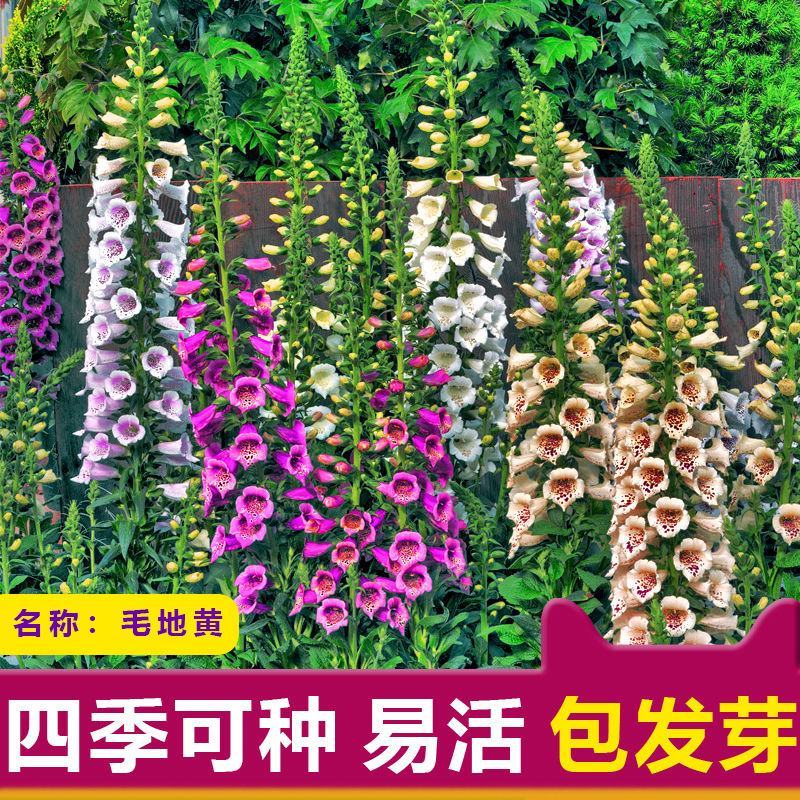 毛地黄种子混色四季易种趣味观赏盆栽花多年生花园花境花