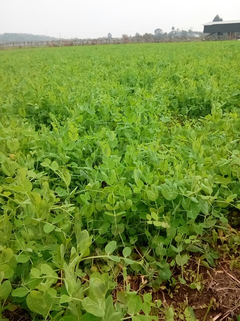 大量出售，30亩豌豆尖