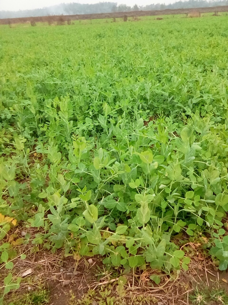 大量出售，30亩豌豆尖