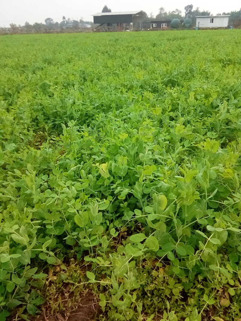大量出售，30亩豌豆尖
