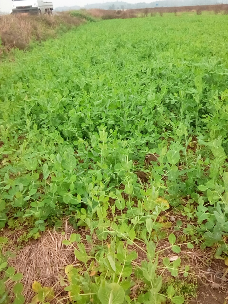 大量出售，30亩豌豆尖