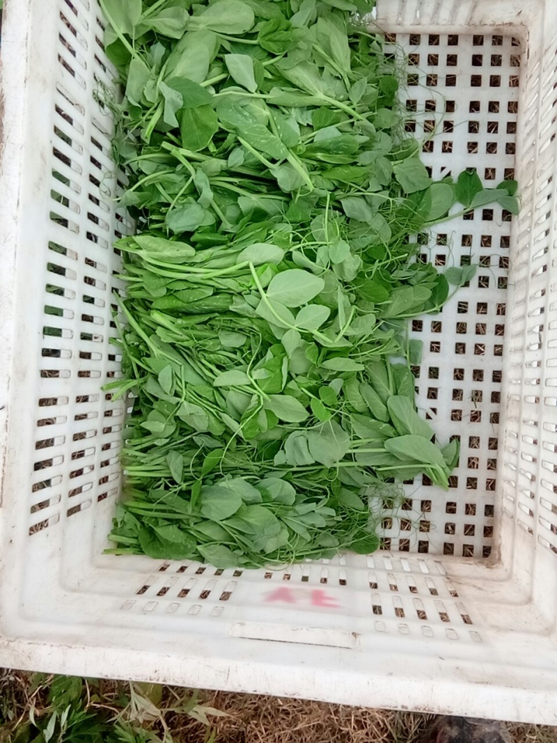 大量出售，30亩豌豆尖