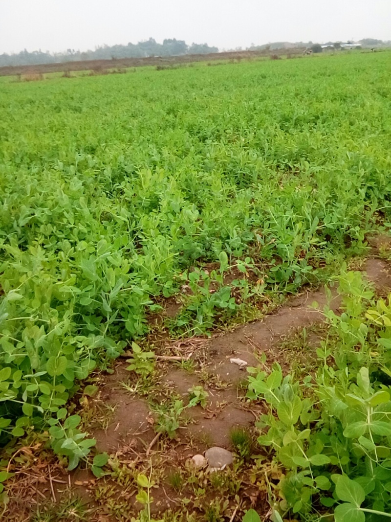 大量出售，30亩豌豆尖