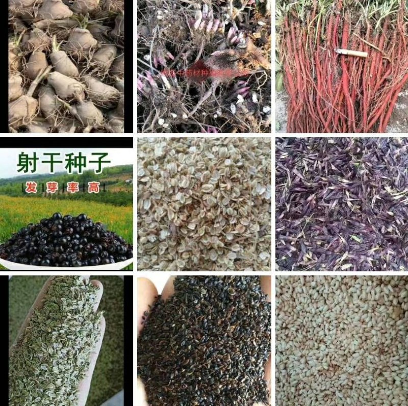 防风苗，，，，，，，，，，，，，，，，，，