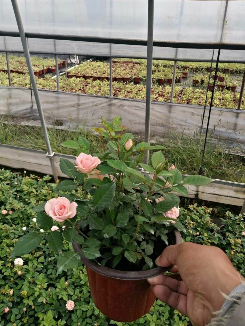 欧叶玫瑰盆栽，带花苞，可以室内外养直，品质保证，价格优