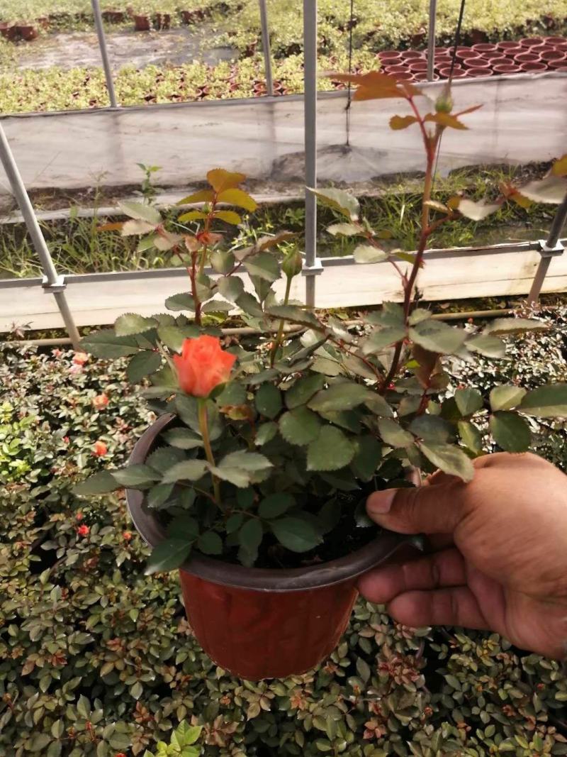 欧叶玫瑰盆栽，带花苞，可以室内外养直，品质保证，价格优