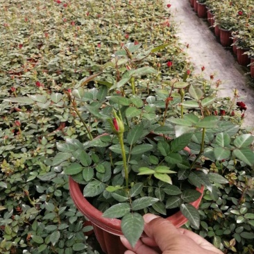欧叶玫瑰盆栽，带花苞，可以室内外养直，品质保证，价格优