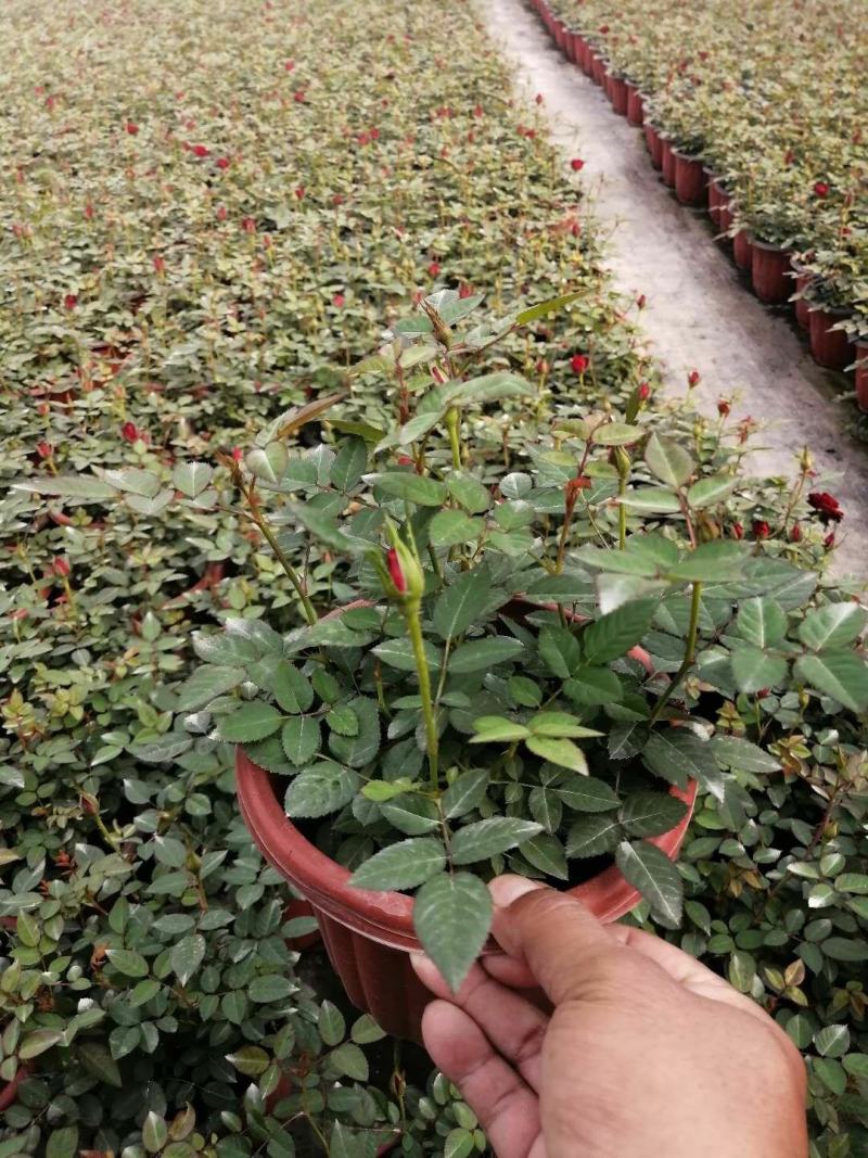欧叶玫瑰盆栽，带花苞，可以室内外养直，品质保证，价格优