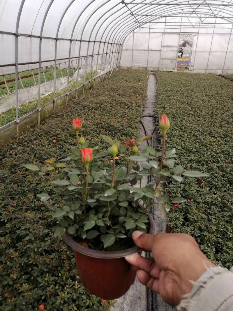 欧叶玫瑰盆栽，带花苞，可以室内外养直，品质保证，价格优