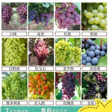 夏黑葡萄树苗糖度18好管理基地直发现挖先发