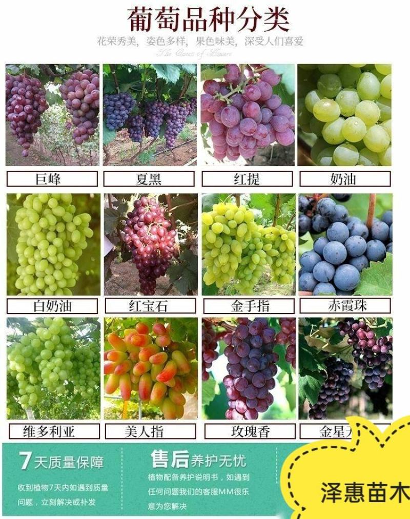 夏黑葡萄树苗糖度18好管理基地直发现挖先发