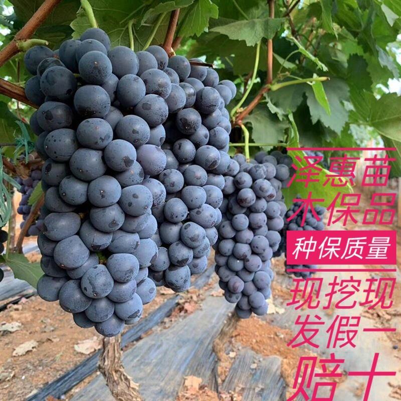 夏黑葡萄树苗糖度18好管理基地直发现挖先发