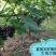 夏黑葡萄树苗糖度18好管理基地直发现挖先发