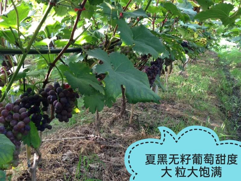 夏黑葡萄树苗糖度18好管理基地直发现挖先发
