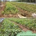 夏黑葡萄树苗糖度18好管理基地直发现挖先发