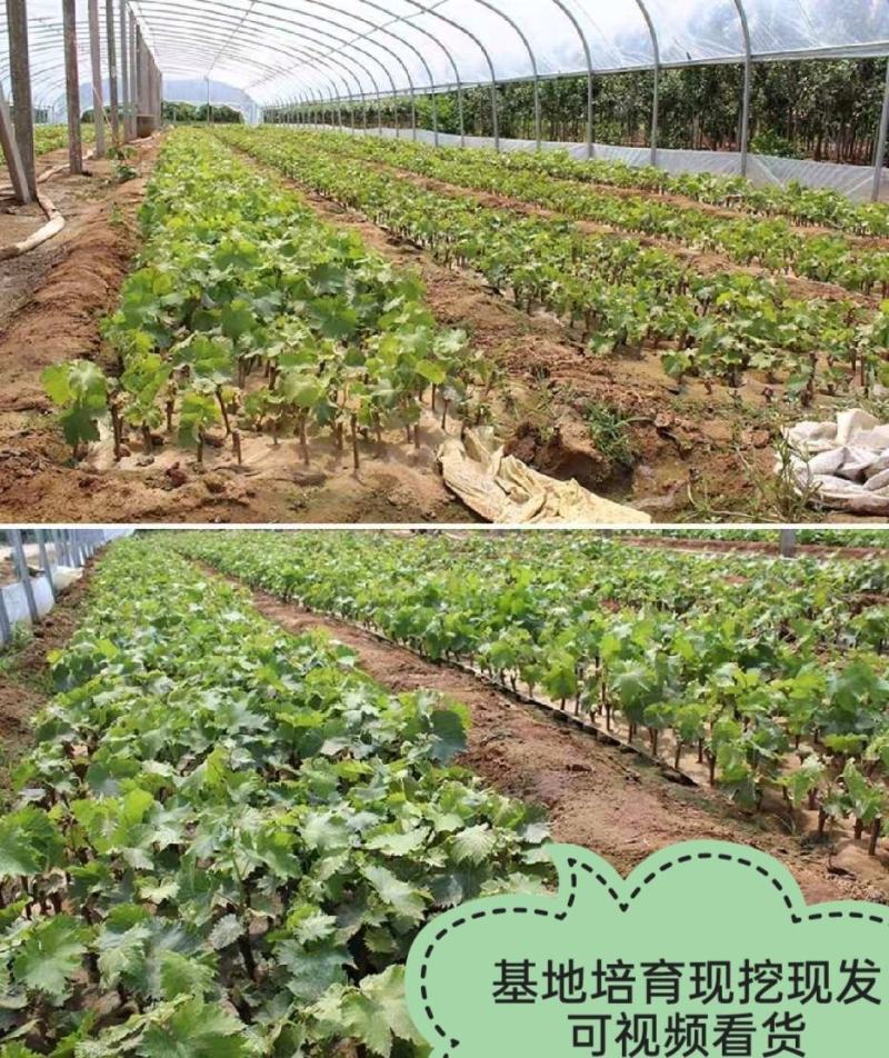 夏黑葡萄树苗糖度18好管理基地直发现挖先发