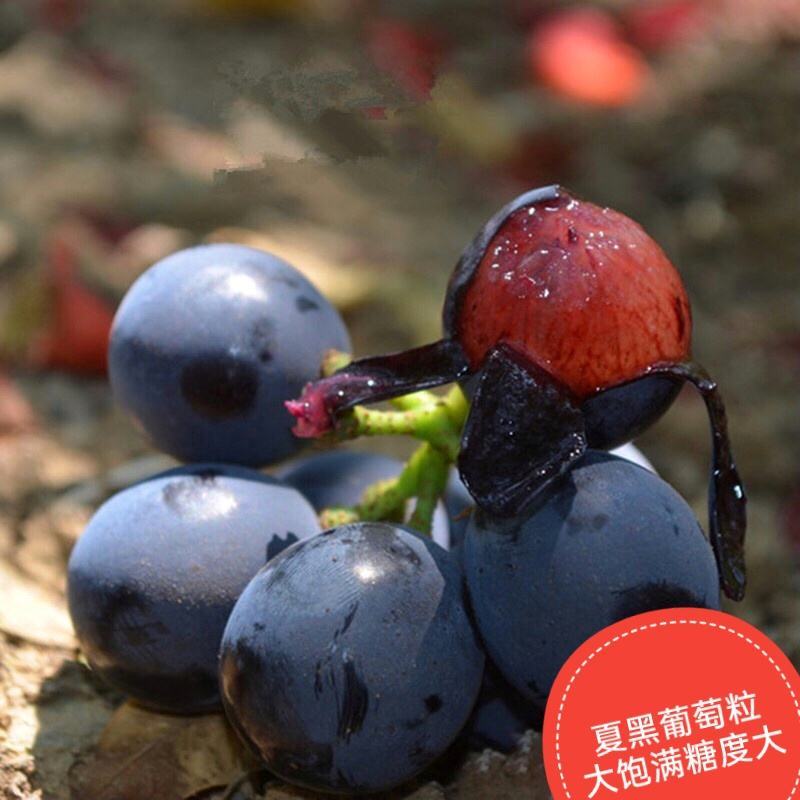 夏黑葡萄树苗糖度18好管理基地直发现挖先发