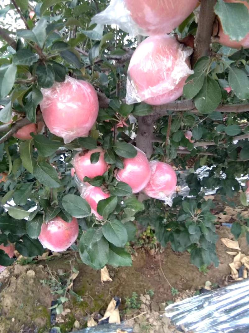 纸十膜红富士苹果坡上铺反光膜红度好优质苹果