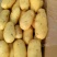 大量出售滕州优质荷兰土豆，三两以上精品货。