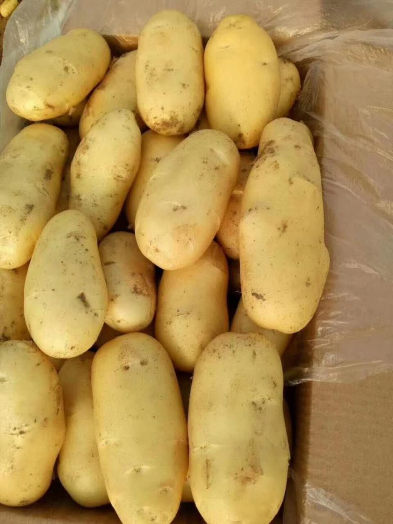 大量出售滕州优质荷兰土豆，三两以上精品货。