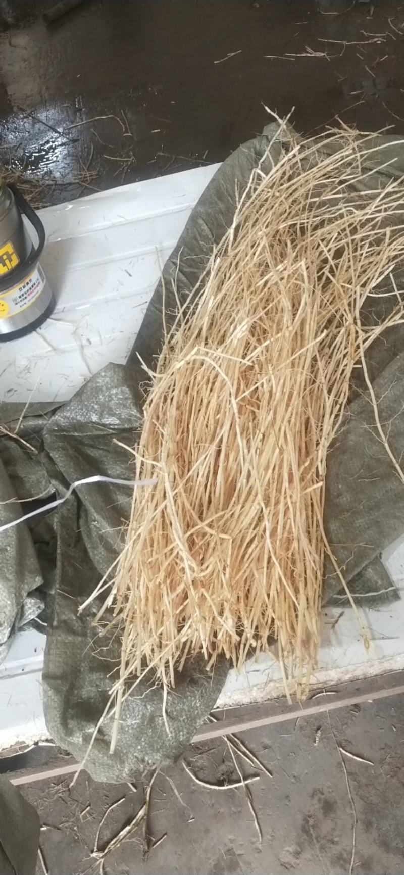 新鲜白茅根每天2吨左右