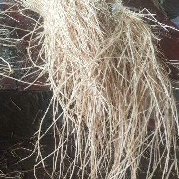 新鲜白茅根每天2吨左右