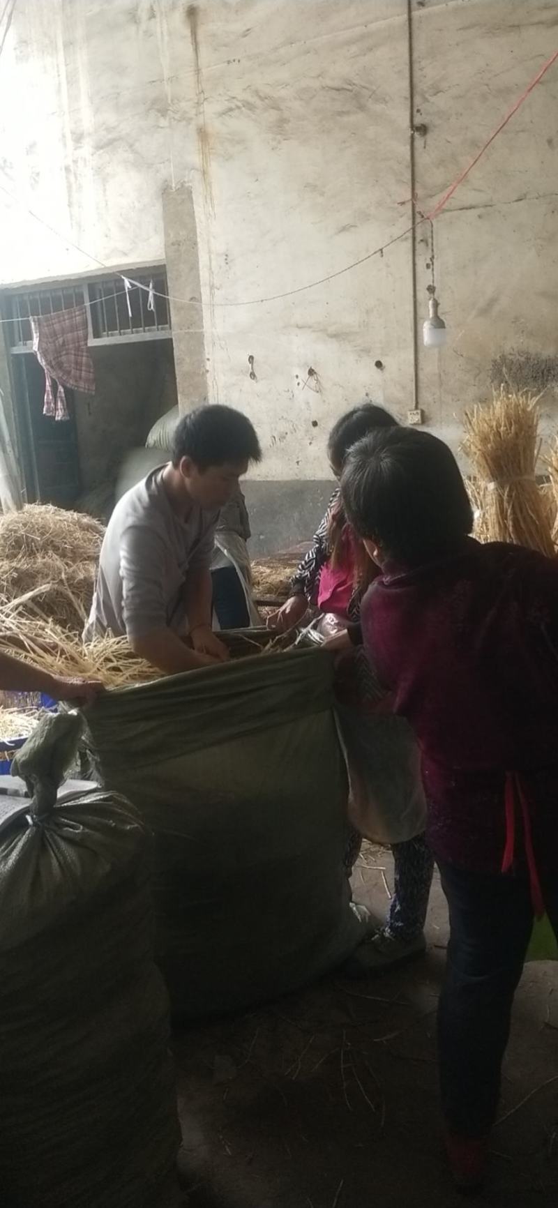 新鲜白茅根每天2吨左右