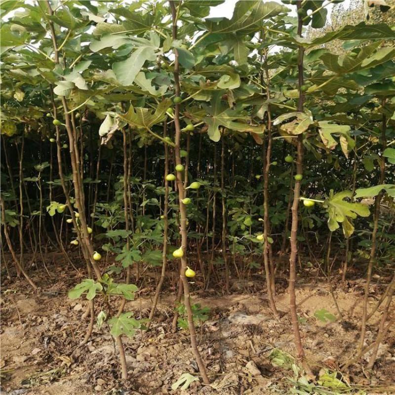 无花果苗无花果树，自家苗圃培育，都是3~5年的无花果树