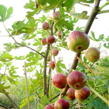 无花果苗无花果树，自家苗圃培育，都是3~5年的无花果树