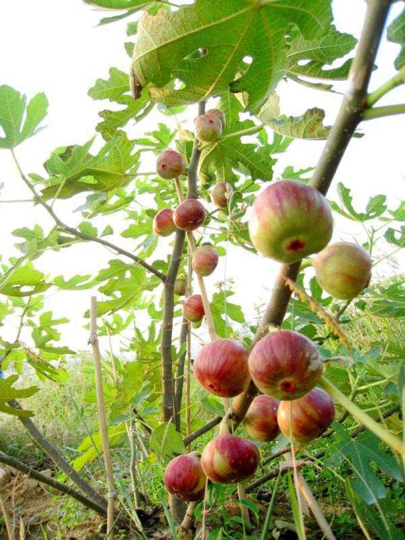 无花果苗无花果树，自家苗圃培育，都是3~5年的无花果树