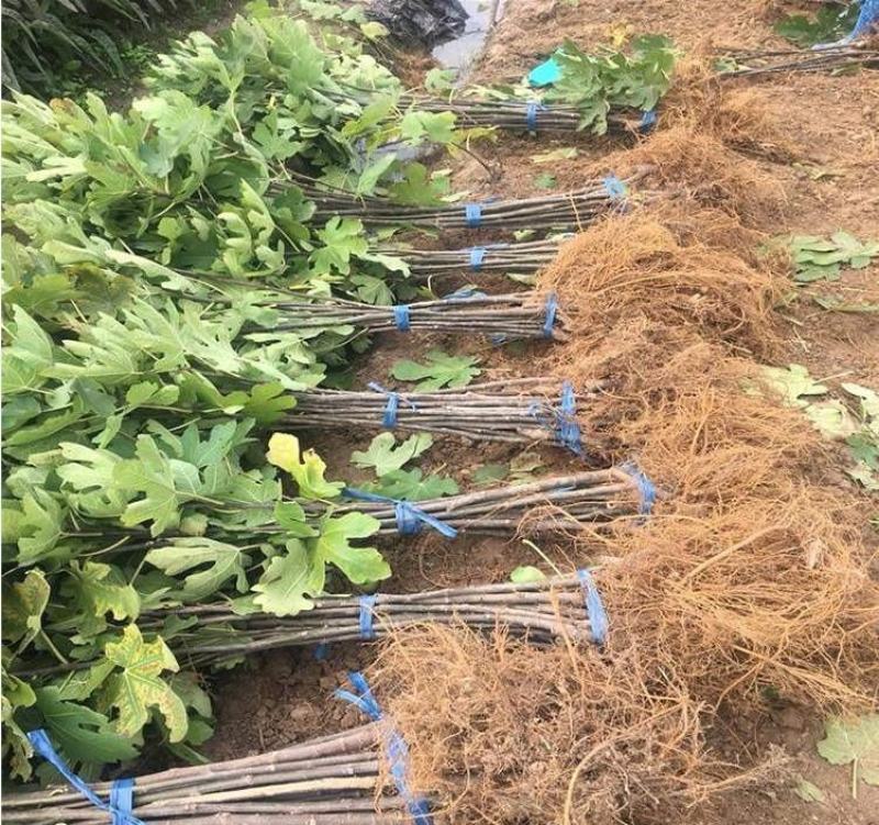 无花果苗无花果树，自家苗圃培育，都是3~5年的无花果树