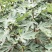 无花果苗无花果树，自家苗圃培育，都是3~5年的无花果树