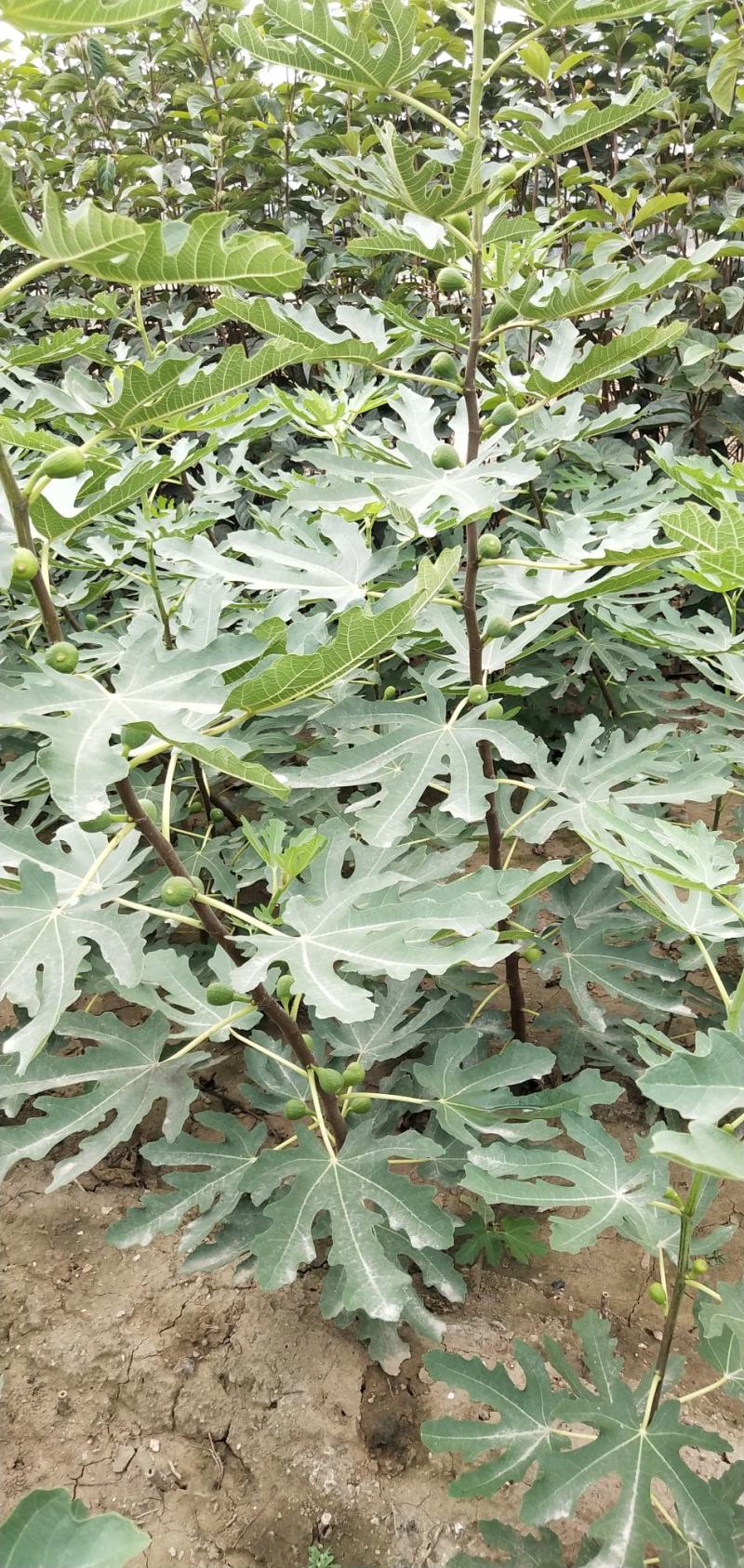 无花果苗无花果树，自家苗圃培育，都是3~5年的无花果树