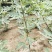 无花果苗无花果树，自家苗圃培育，都是3~5年的无花果树