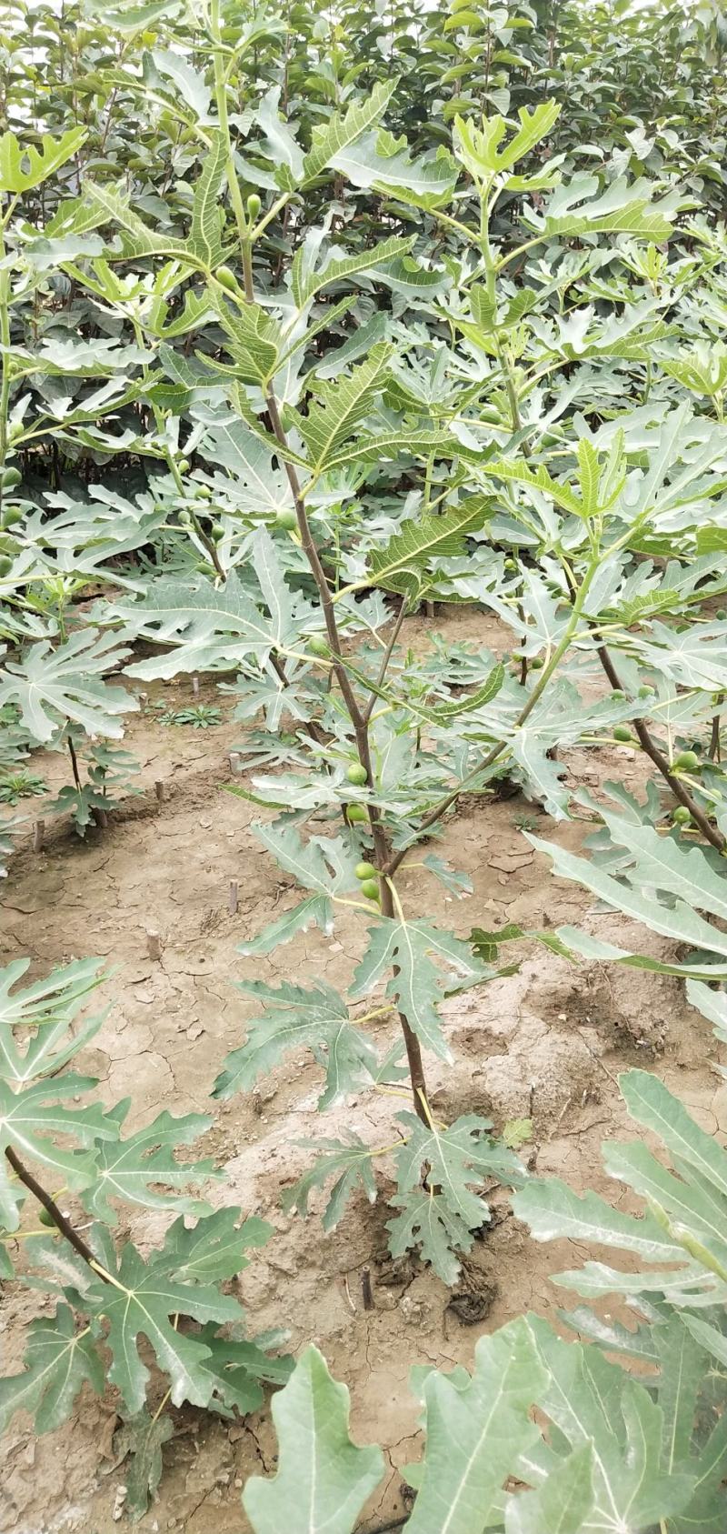 无花果苗无花果树，自家苗圃培育，都是3~5年的无花果树