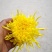 金丝皇菊婺源皇菊求购