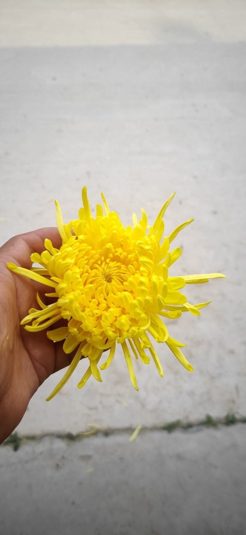 金丝皇菊婺源皇菊求购