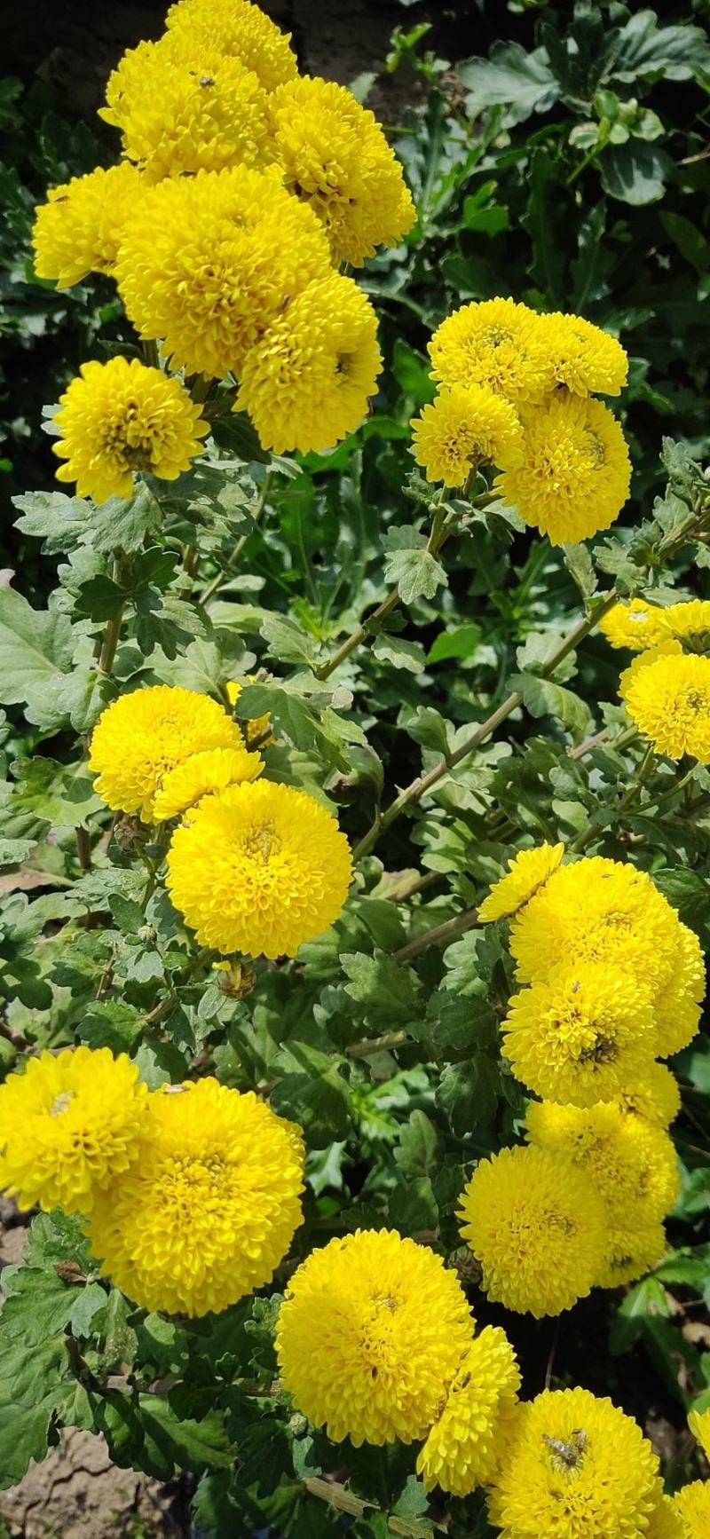 金丝皇菊婺源皇菊求购