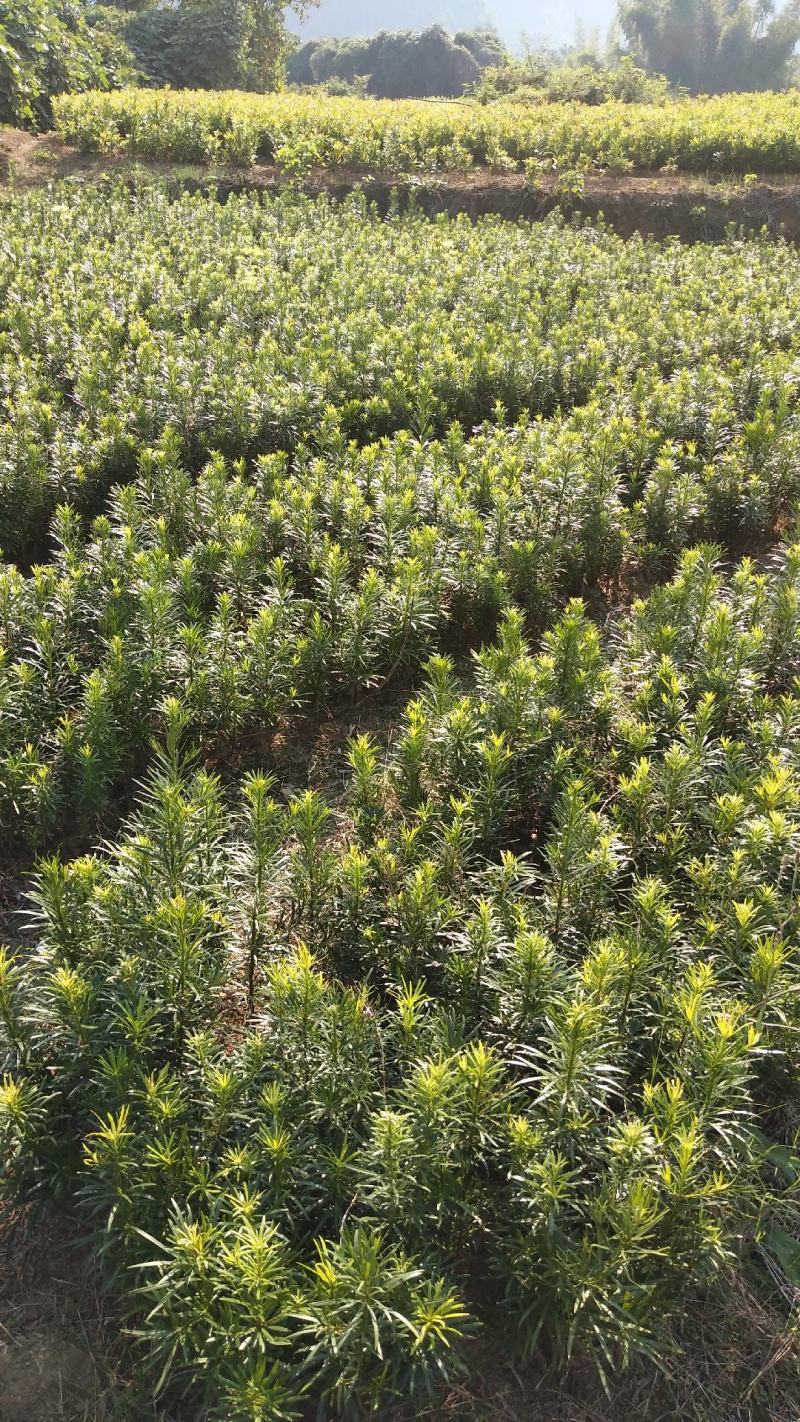 罗汉松苗品种好坏苗包赔欢迎新老客户实地考察！