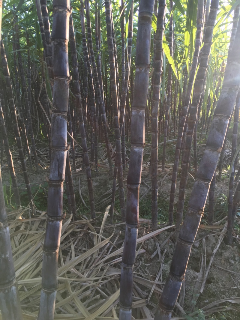 产量高，热带水果。黑皮甘蔗。