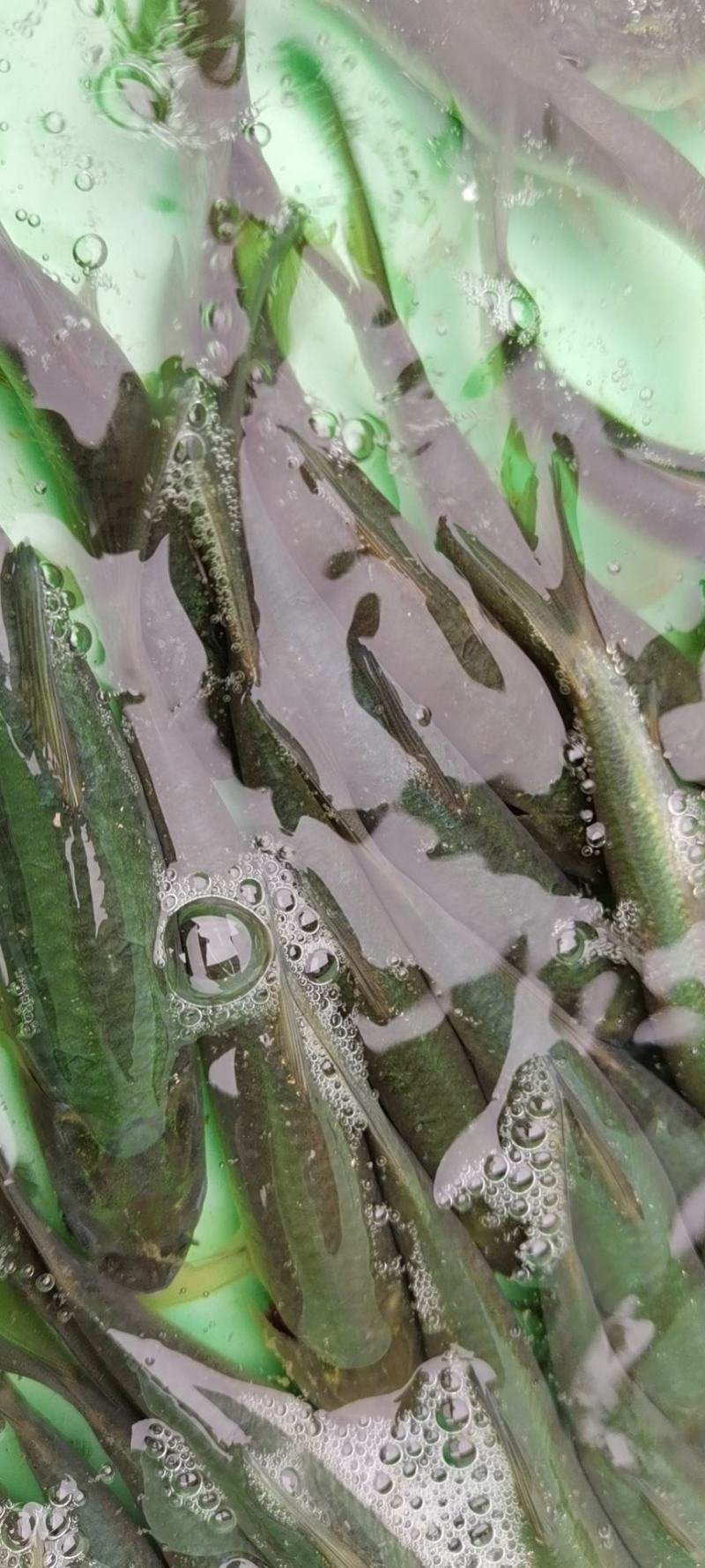 [黑鲩鱼苗]，青鱼苗，螺蛳青鱼苗，打过疫苗，抗病力强