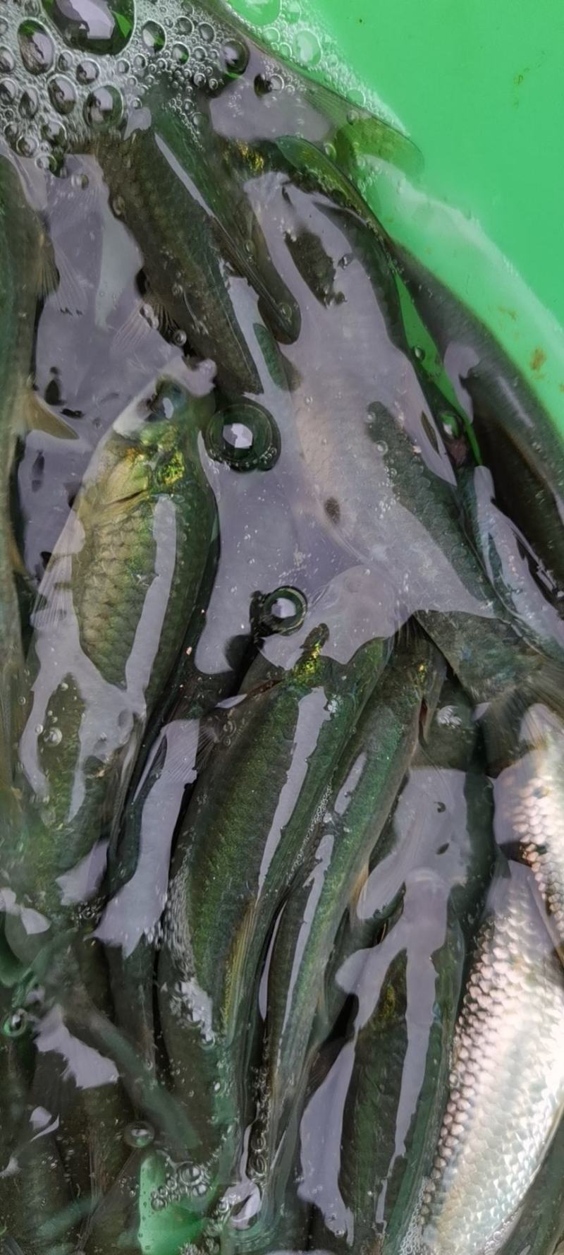 [黑鲩鱼苗]，青鱼苗，螺蛳青鱼苗，打过疫苗，抗病力强