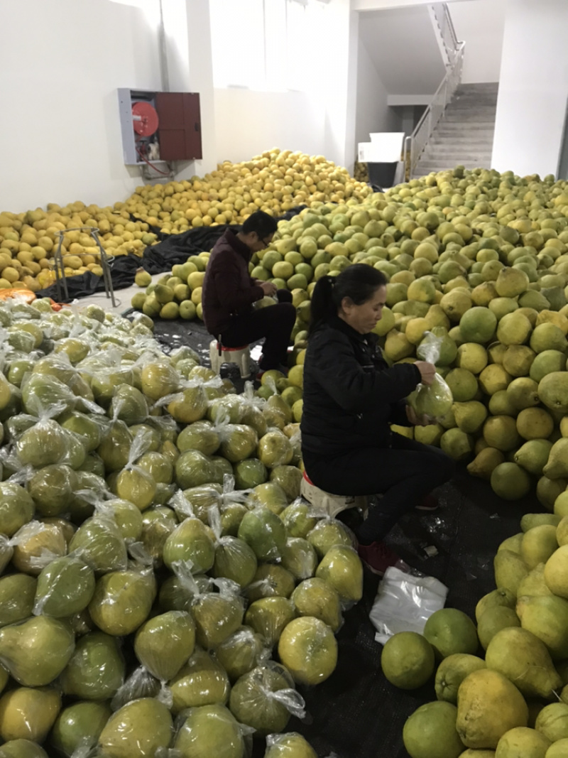 【精品柚子】真龙柚奥运金奖柚子基地一手货源可批发可零售