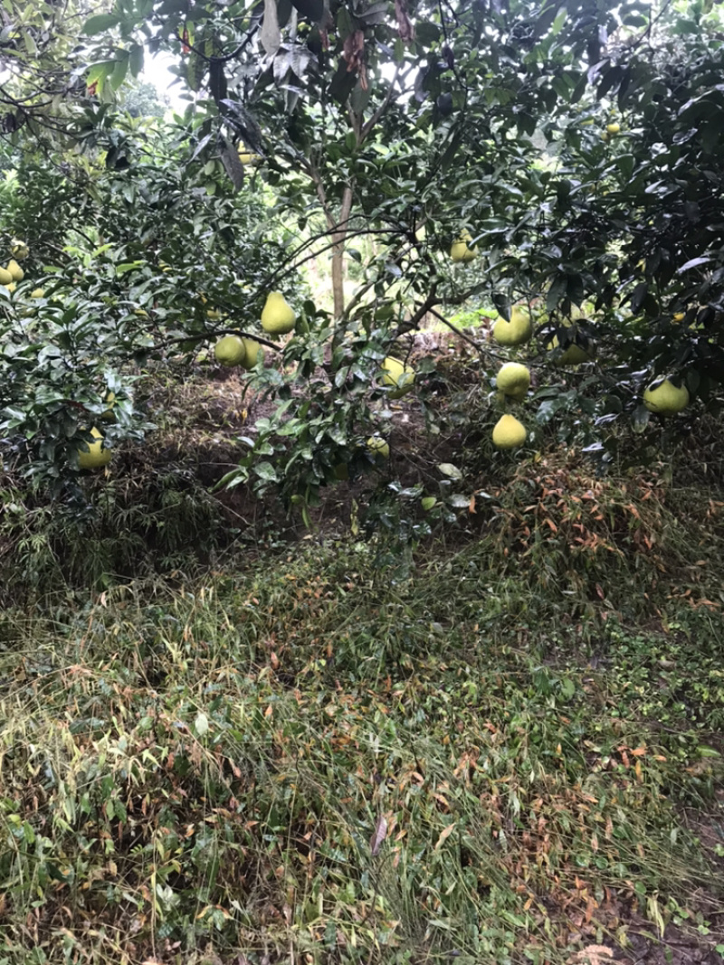沙田柚，甜柚子。基地直供，无中间商，电商**产品